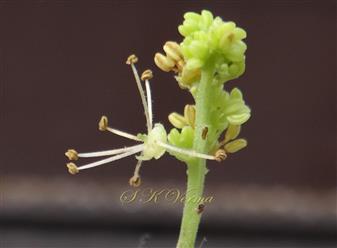  Male flower
